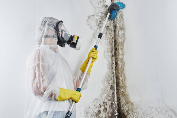 Best Insurance-Related Mold Remediation in Marksville, LA