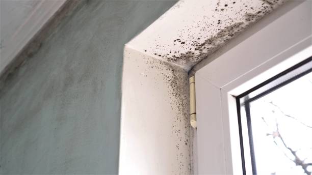 Best HVAC Mold Remediation in Marksville, LA