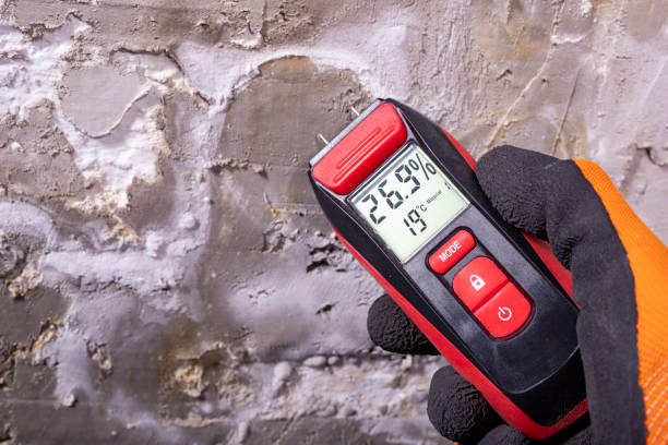 Best Kitchen Mold Remediation in Marksville, LA