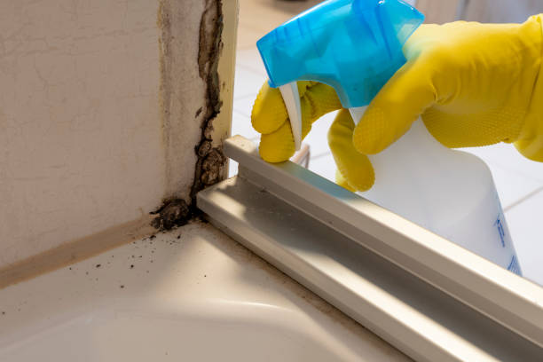Best Crawl Space Mold Remediation in Marksville, LA