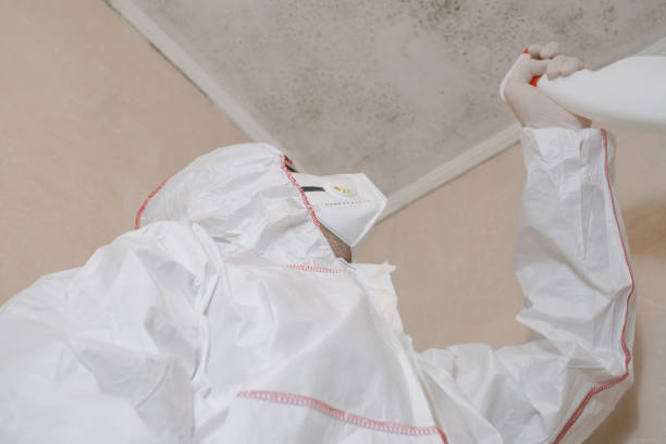 Best Attic Mold Remediation in Marksville, LA
