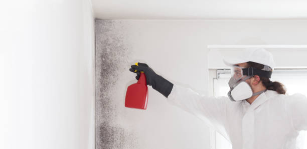 Best Mold Remediation for Schools in Marksville, LA