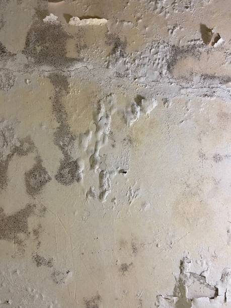 Professional Mold Remediation in Marksville, LA