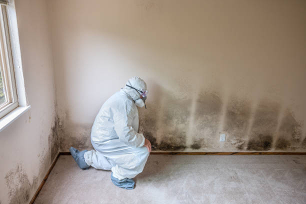 Best Basement Mold Remediation in Marksville, LA